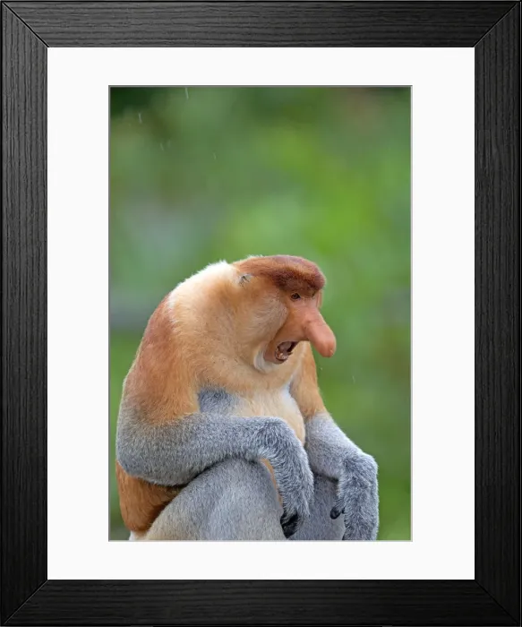 Framed Print : Picture No. 11014532 Framed Print : Picture No. 11014532