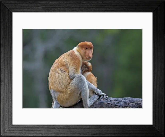 Framed Print : Picture No. 11014533 Framed Print : Picture No. 11014533