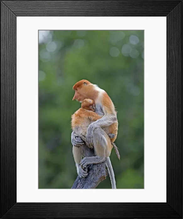 Framed Print : Picture No. 11014534 Framed Print : Picture No. 11014534