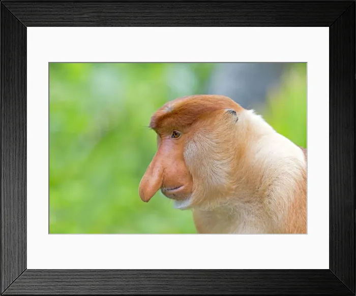 Framed Print : Picture No. 11014535 Framed Print : Picture No. 11014535