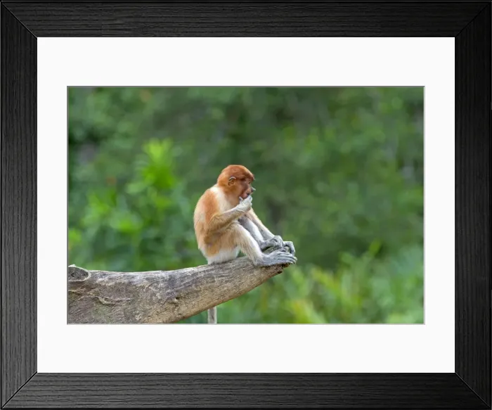 Framed Print : Picture No. 11014537 Framed Print : Picture No. 11014537