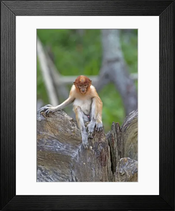 Framed Print : Picture No. 11014538 Framed Print : Picture No. 11014538