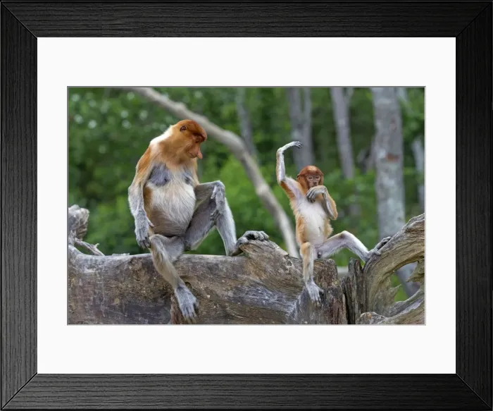 Framed Print : Picture No. 11014539 Framed Print : Picture No. 11014539
