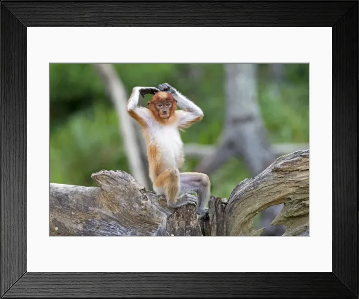 Framed Print : Picture No. 11014540 Framed Print : Picture No. 11014540