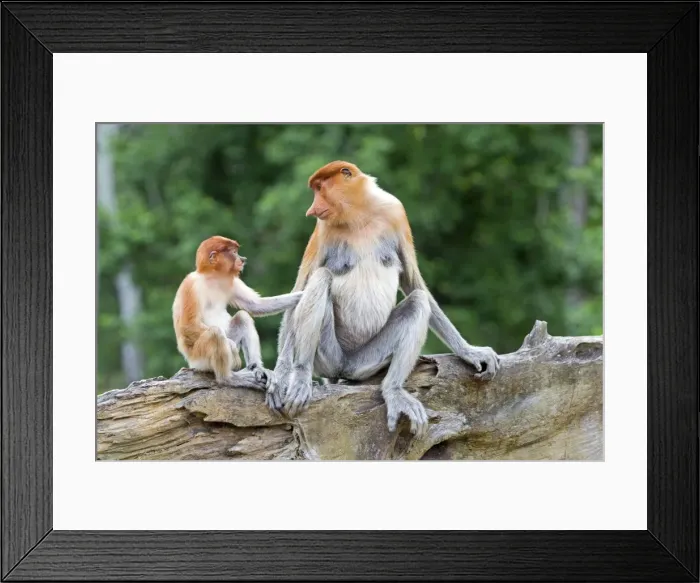 Framed Print : Picture No. 11014541 Framed Print : Picture No. 11014541
