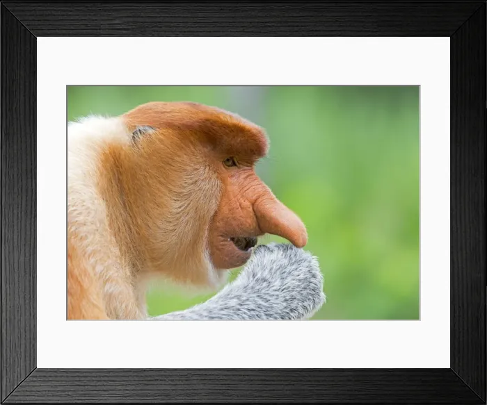 Framed Print : Picture No. 11014542 Framed Print : Picture No. 11014542
