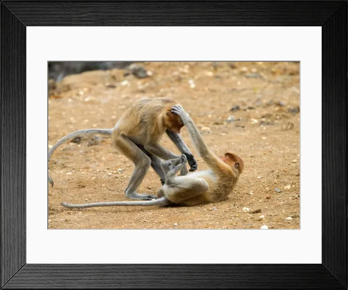 Framed Print : Picture No. 11014543 Framed Print : Picture No. 11014543