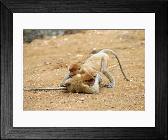 Framed Print : Picture No. 11014545 Framed Print : Picture No. 11014545