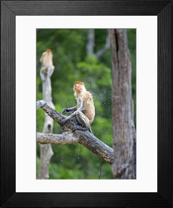 Framed Print : Picture No. 11014547 Framed Print : Picture No. 11014547