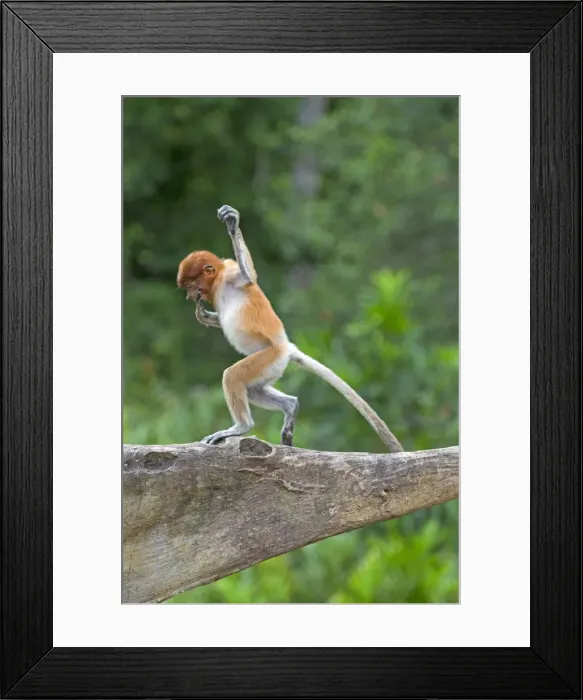 Framed Print : Picture No. 11014548 Framed Print : Picture No. 11014548