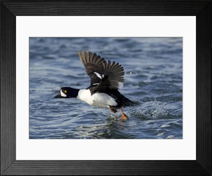 Framed Print : Picture No. 11014636 Framed Print : Picture No. 11014636