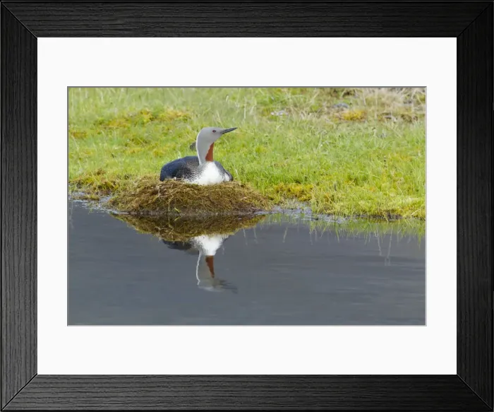 Framed Print : Picture No. 11014637 Framed Print : Picture No. 11014637