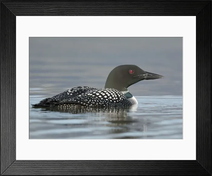 Framed Print : Picture No. 11014639 Framed Print : Picture No. 11014639
