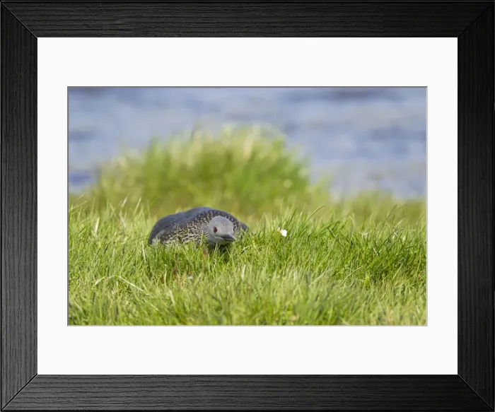 Framed Print : Picture No. 11014638 Framed Print : Picture No. 11014638