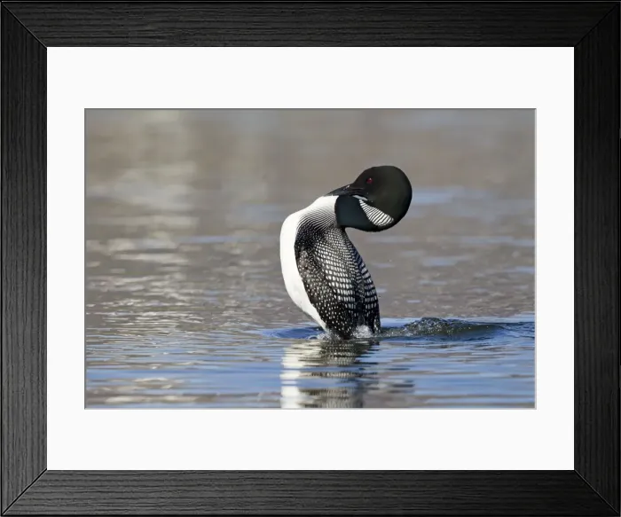 Framed Print : Picture No. 11014642