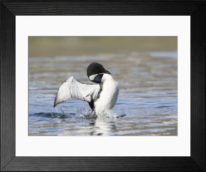 Framed Print : Picture No. 11014643 Framed Print : Picture No. 11014643