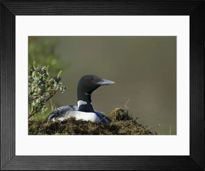 Framed Print : Picture No. 11014644 Framed Print : Picture No. 11014644