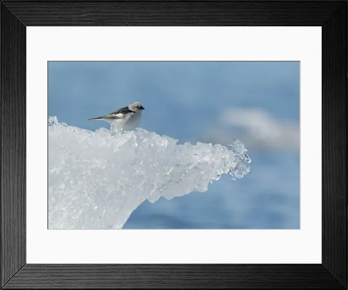 Framed Print : Picture No. 11014645 Framed Print : Picture No. 11014645