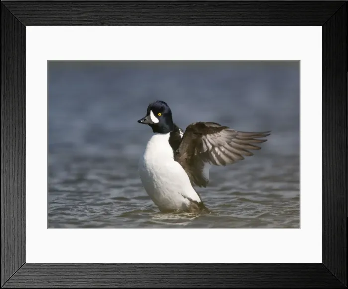 Framed Print : Picture No. 11014647 Framed Print : Picture No. 11014647
