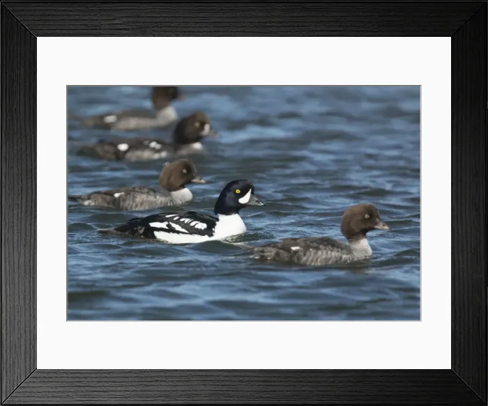 Framed Print : Picture No. 11014646 Framed Print : Picture No. 11014646