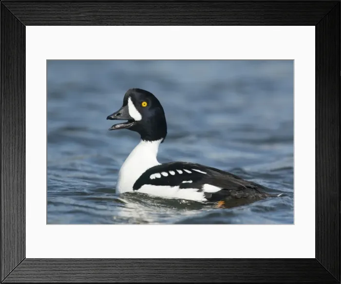 Framed Print : Picture No. 11014649 Framed Print : Picture No. 11014649