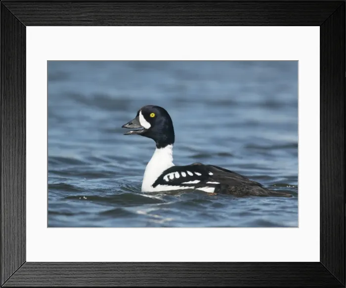 Framed Print : Picture No. 11014648 Framed Print : Picture No. 11014648