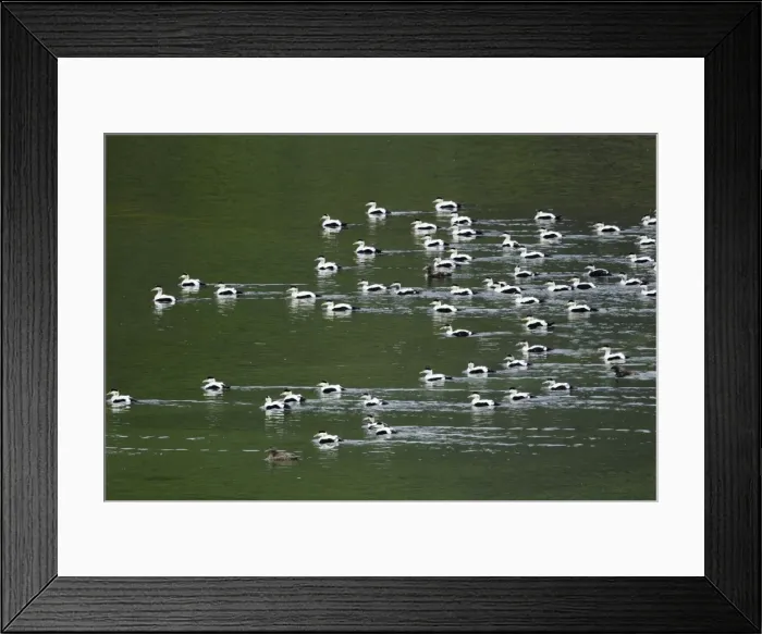 Framed Print : Picture No. 11014650 Framed Print : Picture No. 11014650