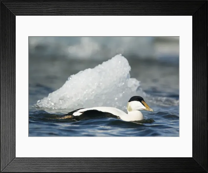 Framed Print : Picture No. 11014652 Framed Print : Picture No. 11014652