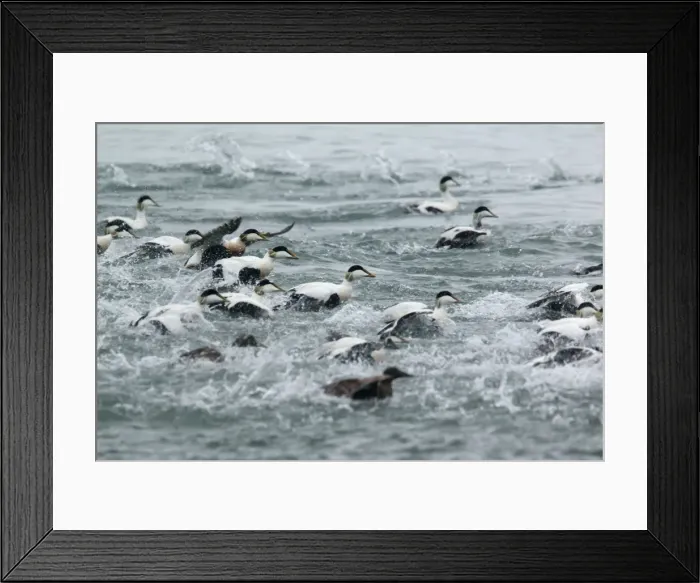Framed Print : Picture No. 11014651 Framed Print : Picture No. 11014651