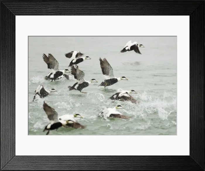 Framed Print : Picture No. 11014653 Framed Print : Picture No. 11014653