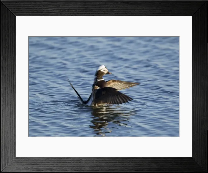 Framed Print : Picture No. 11014654 Framed Print : Picture No. 11014654