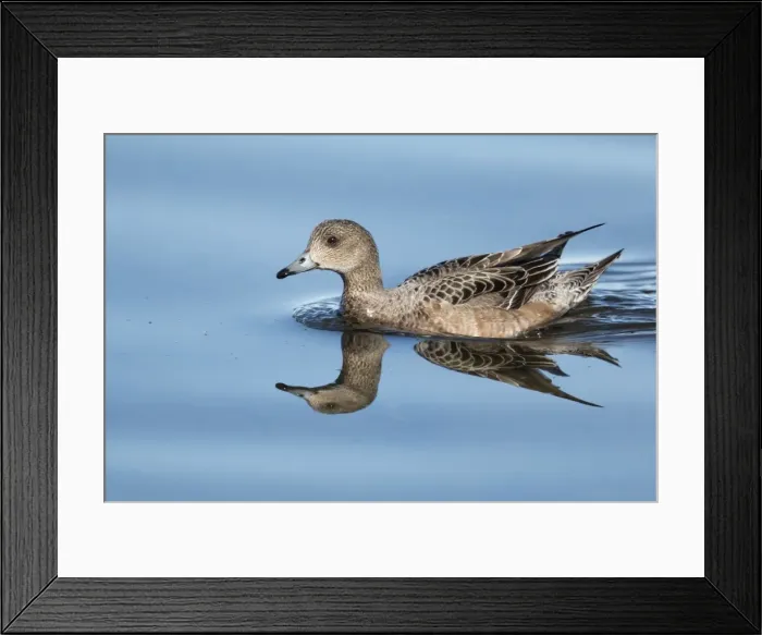 Framed Print : Picture No. 11014656 Framed Print : Picture No. 11014656