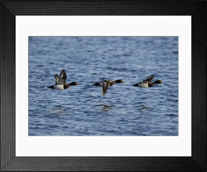 Framed Print : Picture No. 11014655 Framed Print : Picture No. 11014655