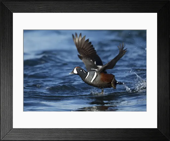 Framed Print : Picture No. 11014658 Framed Print : Picture No. 11014658