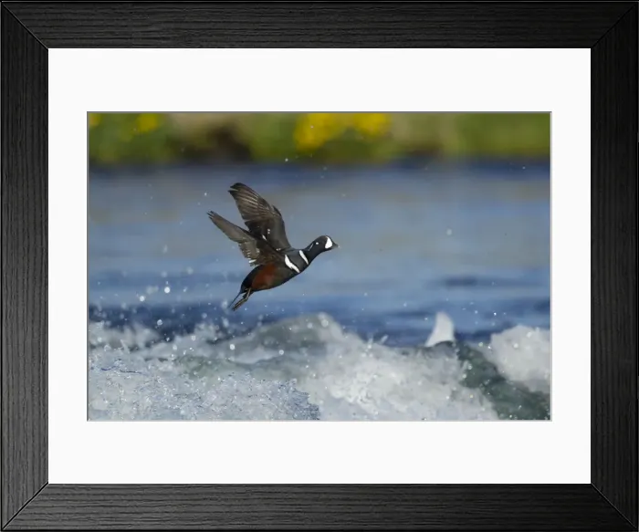Framed Print : Picture No. 11014659 Framed Print : Picture No. 11014659