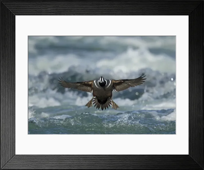 Framed Print : Picture No. 11014660 Framed Print : Picture No. 11014660