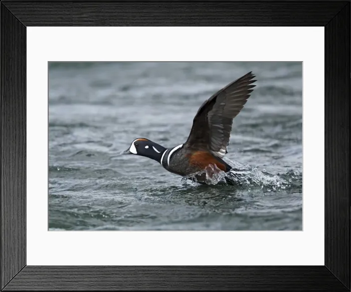 Framed Print : Picture No. 11014657