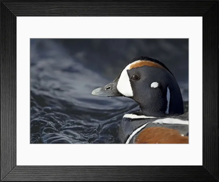 Framed Print : Picture No. 11014661
