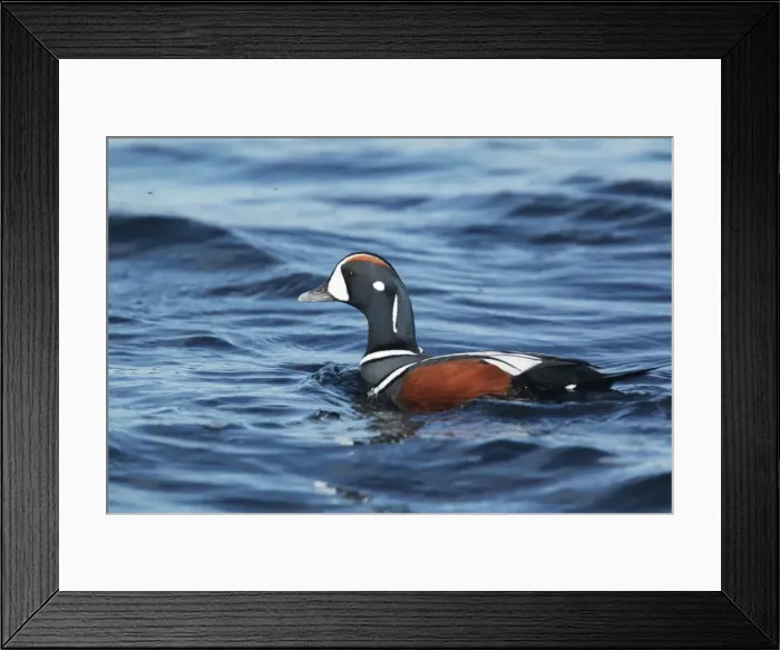 Framed Print : Picture No. 11014662 Framed Print : Picture No. 11014662