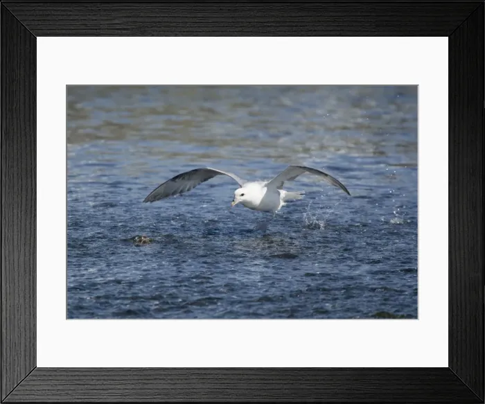 Framed Print : Picture No. 11014663 Framed Print : Picture No. 11014663