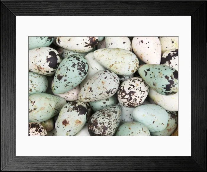 Framed Print : Picture No. 11014666 Framed Print : Picture No. 11014666