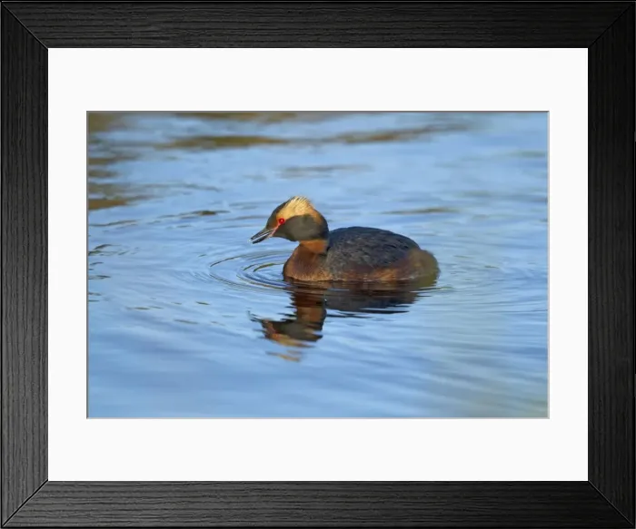 Framed Print : Picture No. 11014664 Framed Print : Picture No. 11014664