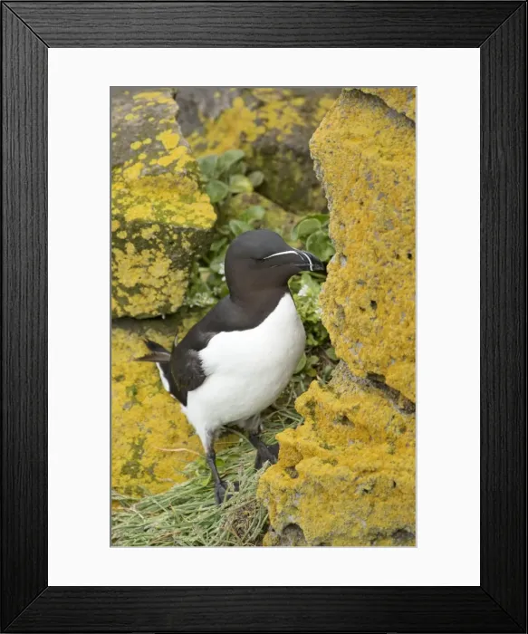 Framed Print : Picture No. 11014667 Framed Print : Picture No. 11014667