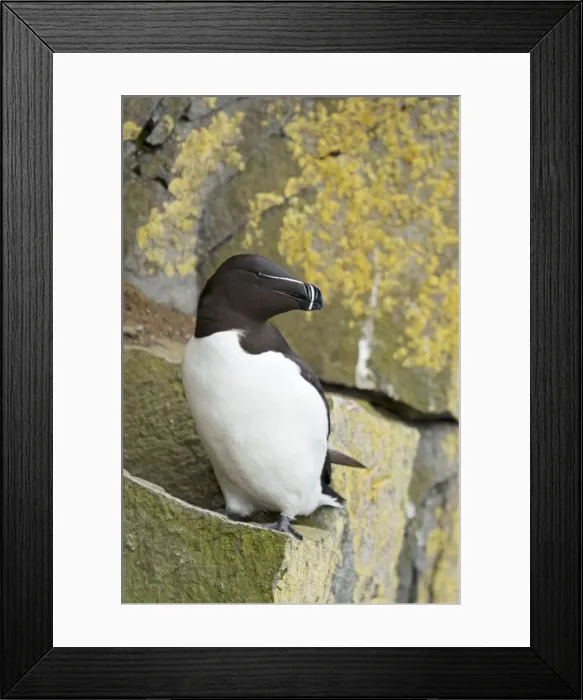Framed Print : Picture No. 11014668 Framed Print : Picture No. 11014668