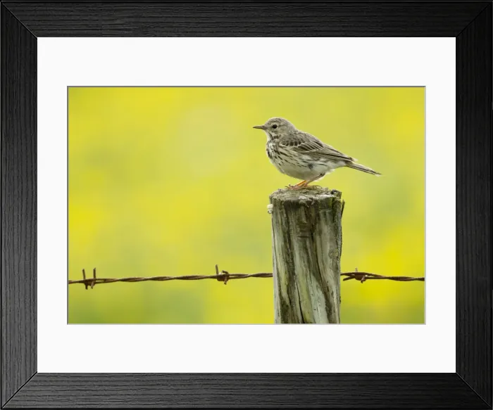 Framed Print : Picture No. 11014670 Framed Print : Picture No. 11014670