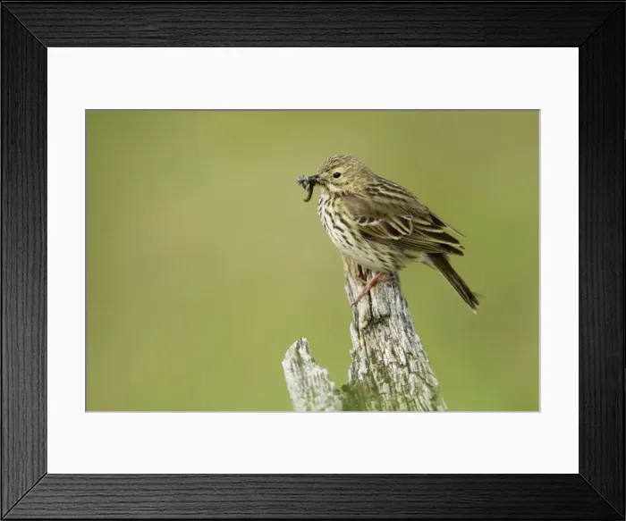 Framed Print : Picture No. 11014669 Framed Print : Picture No. 11014669
