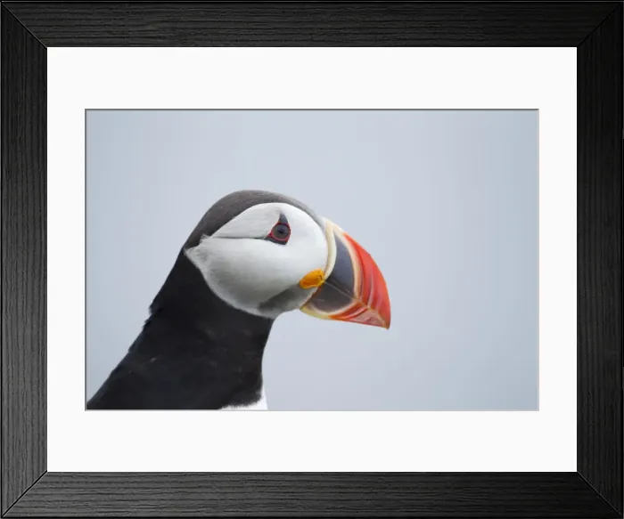 Framed Print : Picture No. 11014672 Framed Print : Picture No. 11014672