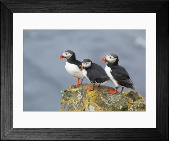 Framed Print : Picture No. 11014675 Framed Print : Picture No. 11014675