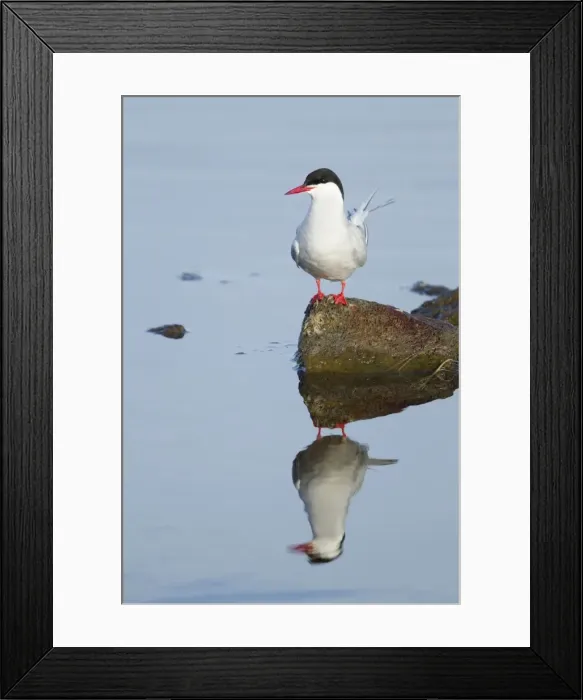 Framed Print : Picture No. 11014679 Framed Print : Picture No. 11014679
