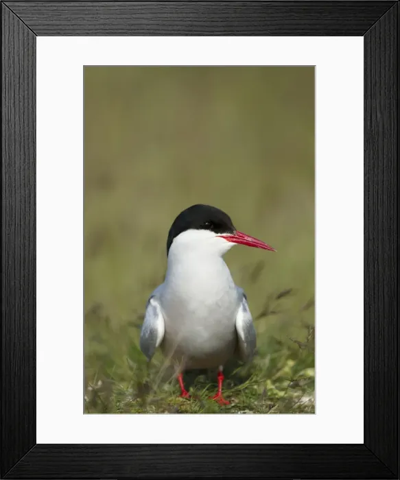 Framed Print : Picture No. 11014680 Framed Print : Picture No. 11014680